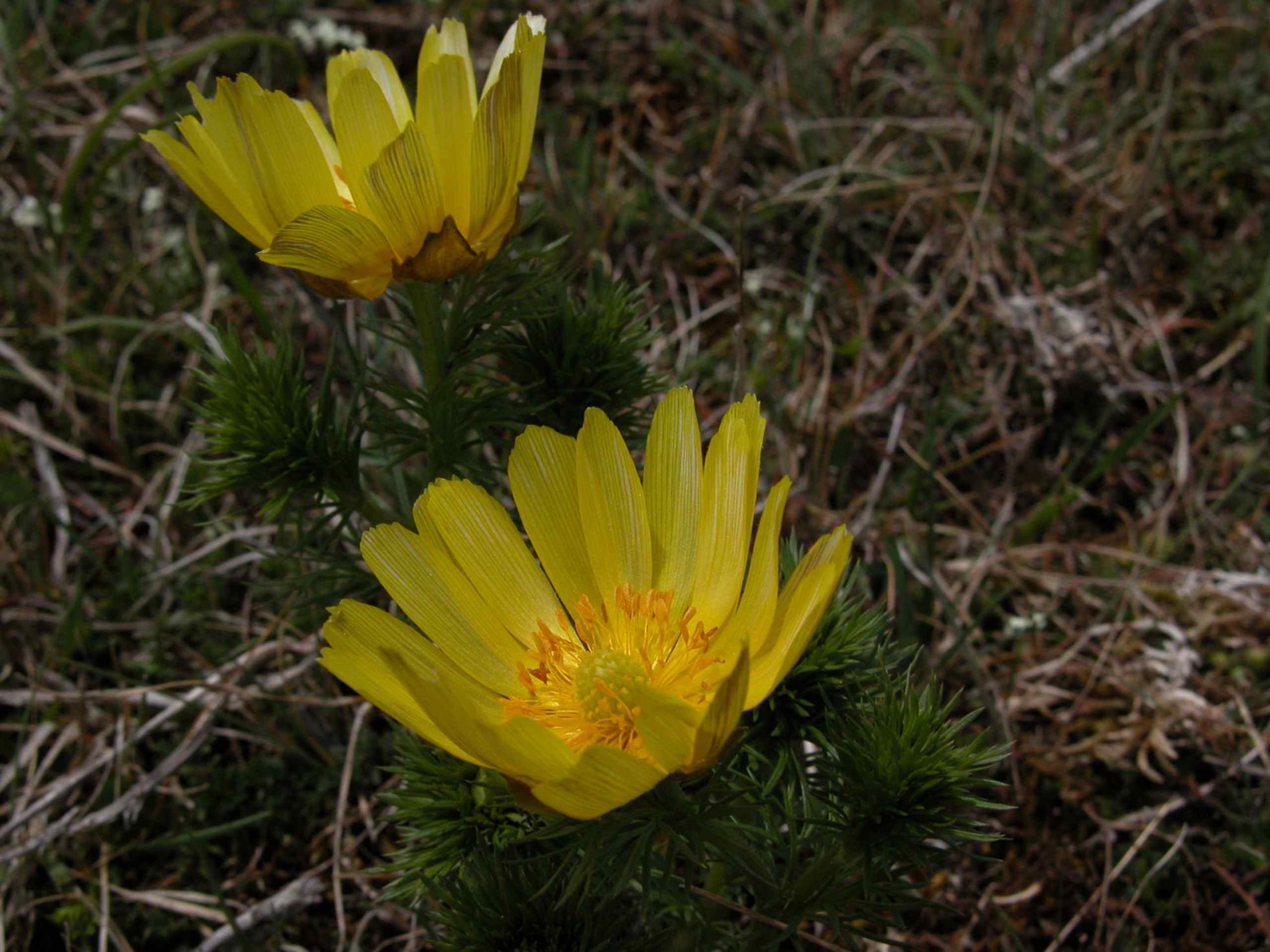 Adonis, Yellow flower